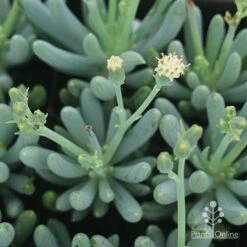 Senecio Chalk Sticks - Succulent -Bloom Field Shop apo chalk sticks dwarf flower
