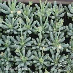 Senecio Chalk Sticks - Succulent -Bloom Field Shop apo chalk sticks dwarf plug plants