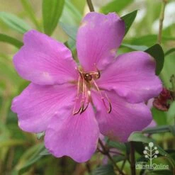 Tibouchina Chameleon -Bloom Field Shop apo chameleon dark pink
