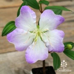 Tibouchina Chameleon -Bloom Field Shop apo chameleon flower open