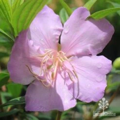 Tibouchina Chameleon -Bloom Field Shop apo chameleon pink