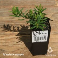 New Arrival -Bloom Field Shop apo charlies angel tubestock top