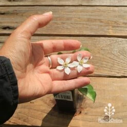 Choisya - Mexican Orange Blossom -Bloom Field Shop apo choisya flower size