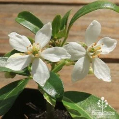 Choisya - Mexican Orange Blossom -Bloom Field Shop apo choisya flowers up close