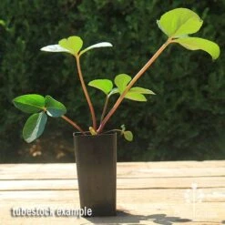 Hellebore Cinnamon Snow - Winter Rose -Bloom Field Shop apo cinnamon snow hellebore tubestock