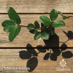 Hellebore Cinnamon Snow - Winter Rose -Bloom Field Shop apo cinnamon snow hellebore tubestock top 1