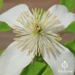 Clematis Montana Alba -Bloom Field Shop apo clematis alba flower centre