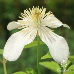 Clematis Montana Alba -Bloom Field Shop apo clematis alba flower closeup