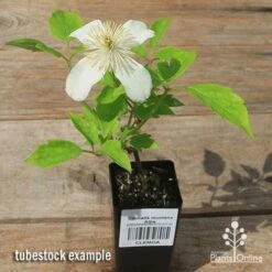 Clematis Montana Alba -Bloom Field Shop apo clematis alba tubestock flowering