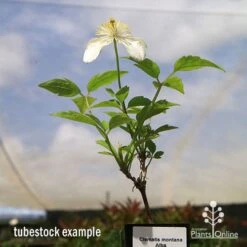 Clematis Montana Alba -Bloom Field Shop apo clematis alba tubestock2