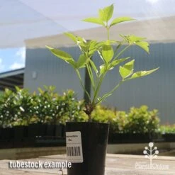 Clematis Montana Alba -Bloom Field Shop apo clematis white tubestock