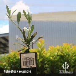 Convolvulus Cneorum - Silverbush 17 Convolvulus Cneorum - Silverbush -Bloom Field Shop apo cneorum tubestock