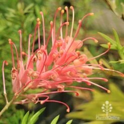 Grevillea Coconut Ice -Bloom Field Shop apo coconut ice flower full open