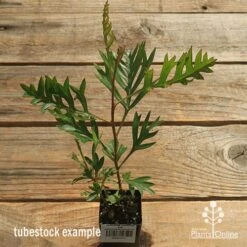 Grevillea Coconut Ice -Bloom Field Shop apo coconut ice tubestock