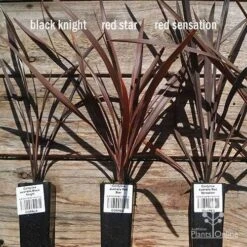 Cordyline Australis Red Sensation -Bloom Field Shop apo cordyline australis comparison 1 1