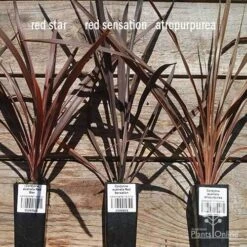 Cordyline Australis Red Sensation -Bloom Field Shop apo cordyline australis comparison 2 1