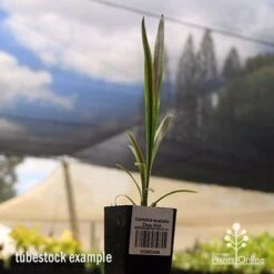 Cordyline Australis Choc Mint -Bloom Field Shop apo cordyline choc mint tubestock