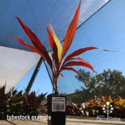 Cordyline Fruticosa Negra -Bloom Field Shop apo cordyline negra tubestock blue sky