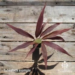 Cordyline Fruticosa Negra -Bloom Field Shop apo cordyline negra tubestock top