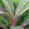 Cordyline Fruticosa Pink Diamond -Bloom Field Shop apo cordyline pink diamond leaf stripes