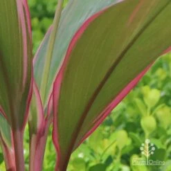Cordyline Fruticosa Pink Diamond -Bloom Field Shop apo cordyline pink diamond under leaf