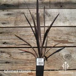 Cordyline Australis Red Sensation -Bloom Field Shop apo cordyline red sensation tubestock