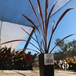 Cordyline Australis Red Sensation -Bloom Field Shop apo cordyline red sensation tubestock nursery