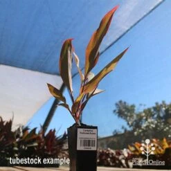 Cordyline Fruticosa Rubra -Bloom Field Shop apo cordyline rubra tubestock nursery
