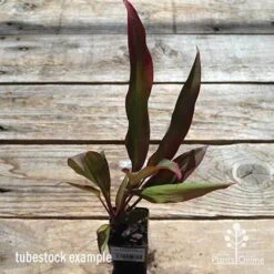 Cordyline Fruticosa Rubra -Bloom Field Shop apo cordyline rubra tubestock top