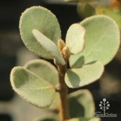 Correa Alba -Bloom Field Shop apo correa alba foliage