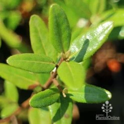 Correa Dinner Bells 13 Correa Dinner Bells -Bloom Field Shop apo correa dinner bells foliage