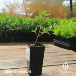 Correa Dusky Bells -Bloom Field Shop apo correa dusky bells