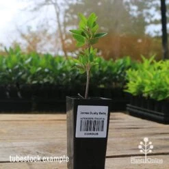 Correa Dusky Bells -Bloom Field Shop apo correa dusky bells tubestock