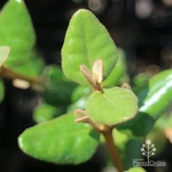 Correa Marian's Marvel -Bloom Field Shop apo correa marians marvel foliage