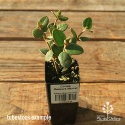 Correa Marian's Marvel -Bloom Field Shop apo correa marians marvel tubestock