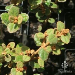 Correa Nummulariifolia - Roundleaf Correa 16 Correa Nummulariifolia - Roundleaf Correa -Bloom Field Shop apo correa nummularia foliage