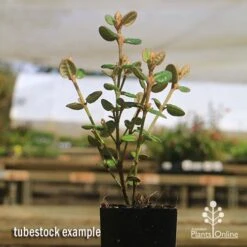 Correa Nummulariifolia - Roundleaf Correa 14 Correa Nummulariifolia - Roundleaf Correa -Bloom Field Shop apo correa nummularifolia tubestock