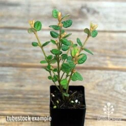 Correa Nummulariifolia - Roundleaf Correa 12 Correa Nummulariifolia - Roundleaf Correa -Bloom Field Shop apo correa nummularifolia tubestock top