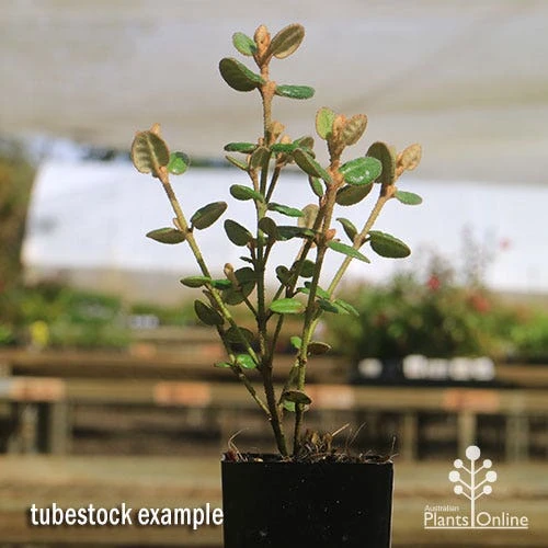 Correa Nummulariifolia - Roundleaf Correa 7 Correa Nummulariifolia - Roundleaf Correa - Image 5