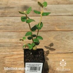 Correa Nummulariifolia - Roundleaf Correa 17 Correa Nummulariifolia - Roundleaf Correa -Bloom Field Shop apo correa nummulariifolia tubestock