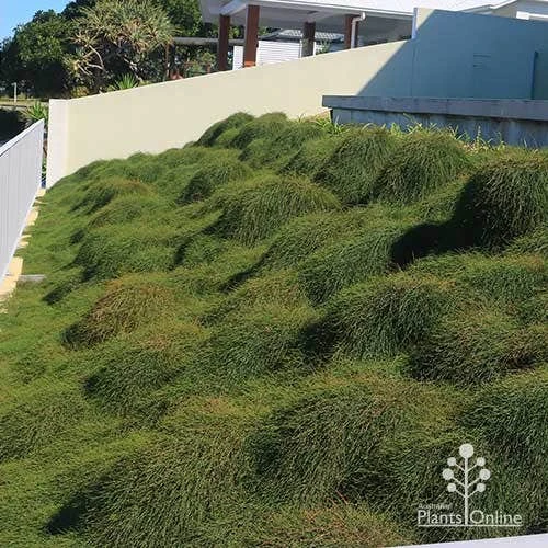 Casuarina Cousin It 4 Casuarina Cousin It - Image 2