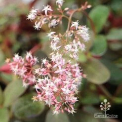 Crassula Purple Dragon - Fairy Crassula 13 Crassula Purple Dragon - Fairy Crassula -Bloom Field Shop apo crassula purple dragon flower cluster large