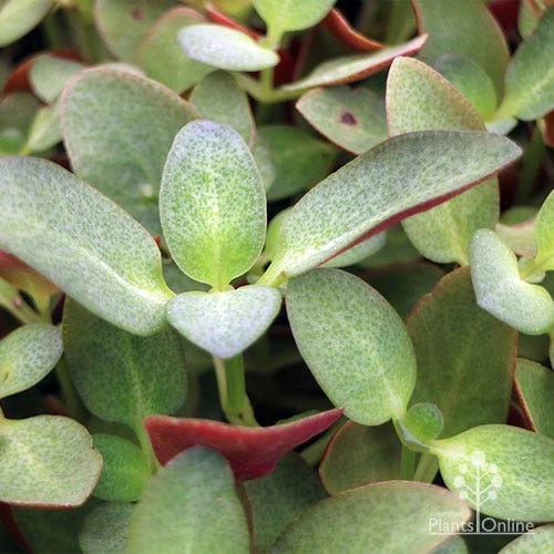 Crassula Purple Dragon - Fairy Crassula 8 Crassula Purple Dragon - Fairy Crassula - Image 6