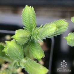 Crassula - Watchchain, Rat Tail Succulent -Bloom Field Shop apo crassula watch chain close