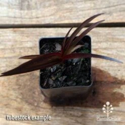 Crinum Wine Time - Swamp Lily -Bloom Field Shop apo crinum wine time tubestock top