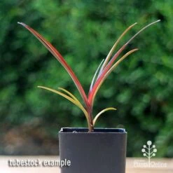 Crinum Wine Time - Swamp Lily -Bloom Field Shop apo crinum wine time tubestock2
