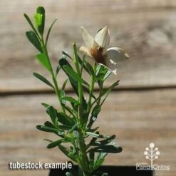 Crowea White Star - Waxflower -Bloom Field Shop apo crowea white star flower