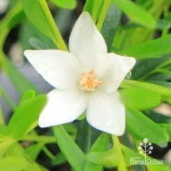 Crowea White Star - Waxflower -Bloom Field Shop apo crowea white star flower close