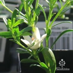 Crowea White Star - Waxflower -Bloom Field Shop apo crowea white star flower 1