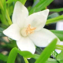 Crowea White Star - Waxflower -Bloom Field Shop apo crowea white star flower 1 1